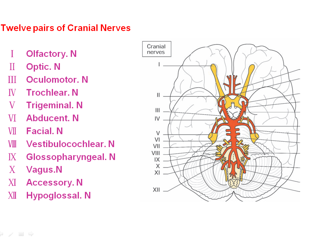 What is the function of the cranium?